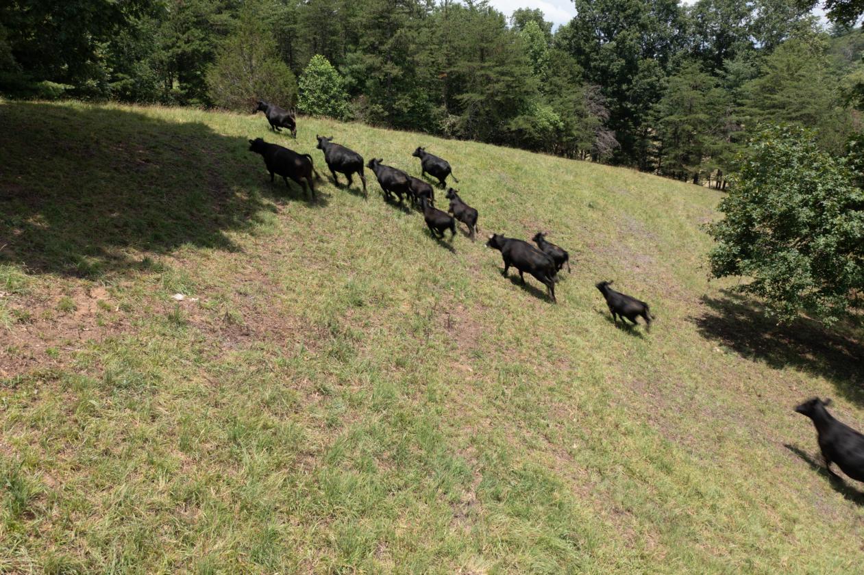 Large Equestrian Estate-Pasture, Mountains, Creeks - photo 10