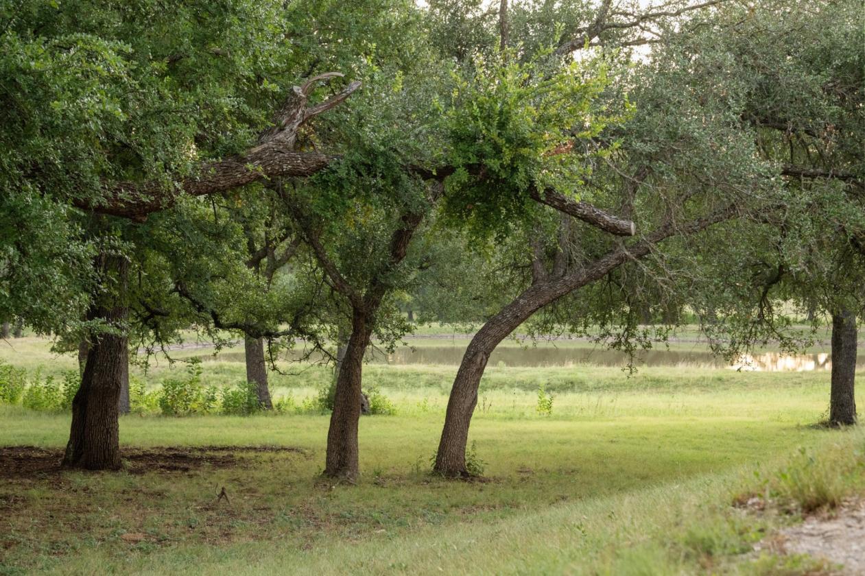 Dancing Oaks Equestrian Ranch - photo 15