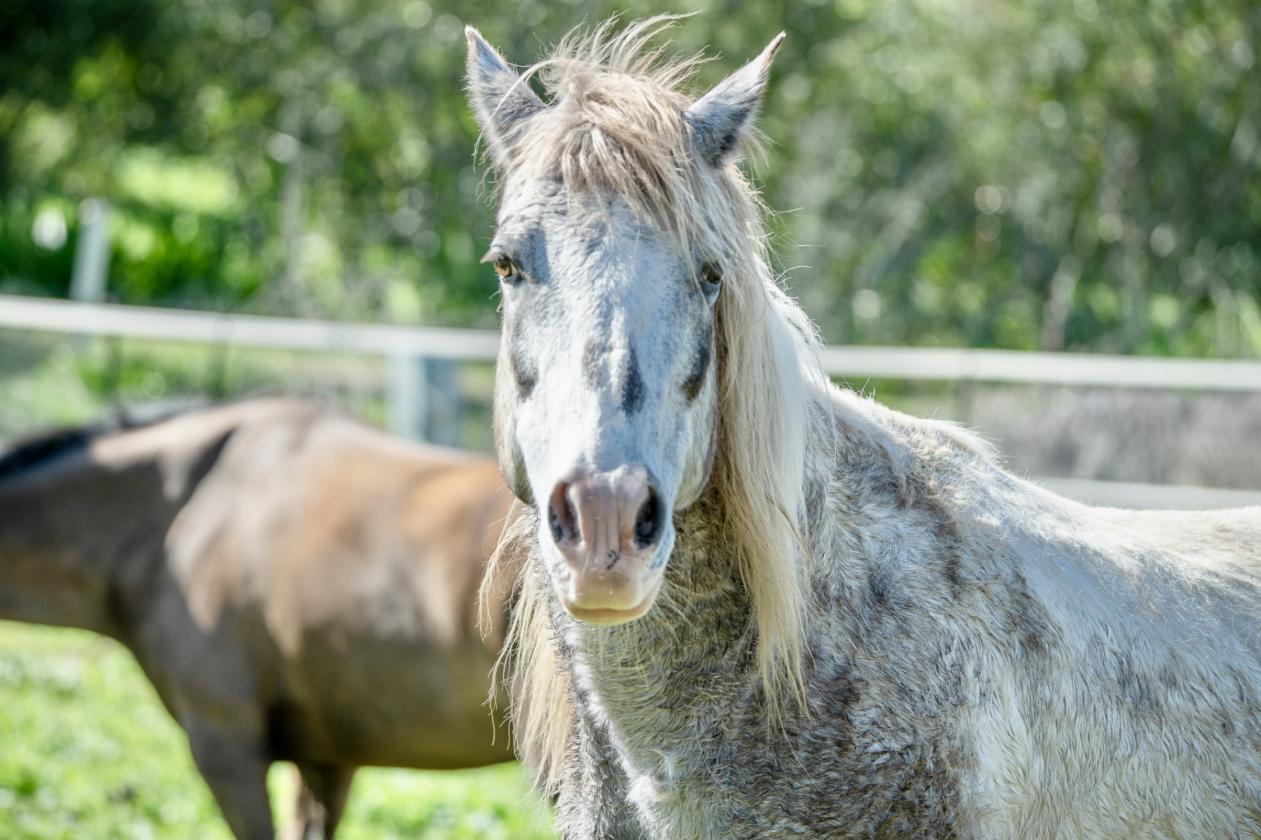 Horse Ranches For Sale in Escondido San Diego County, San Diego County  California