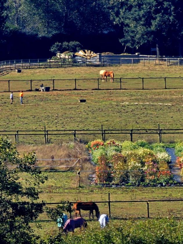California Redwood Coast Income Horse Property - photo 9