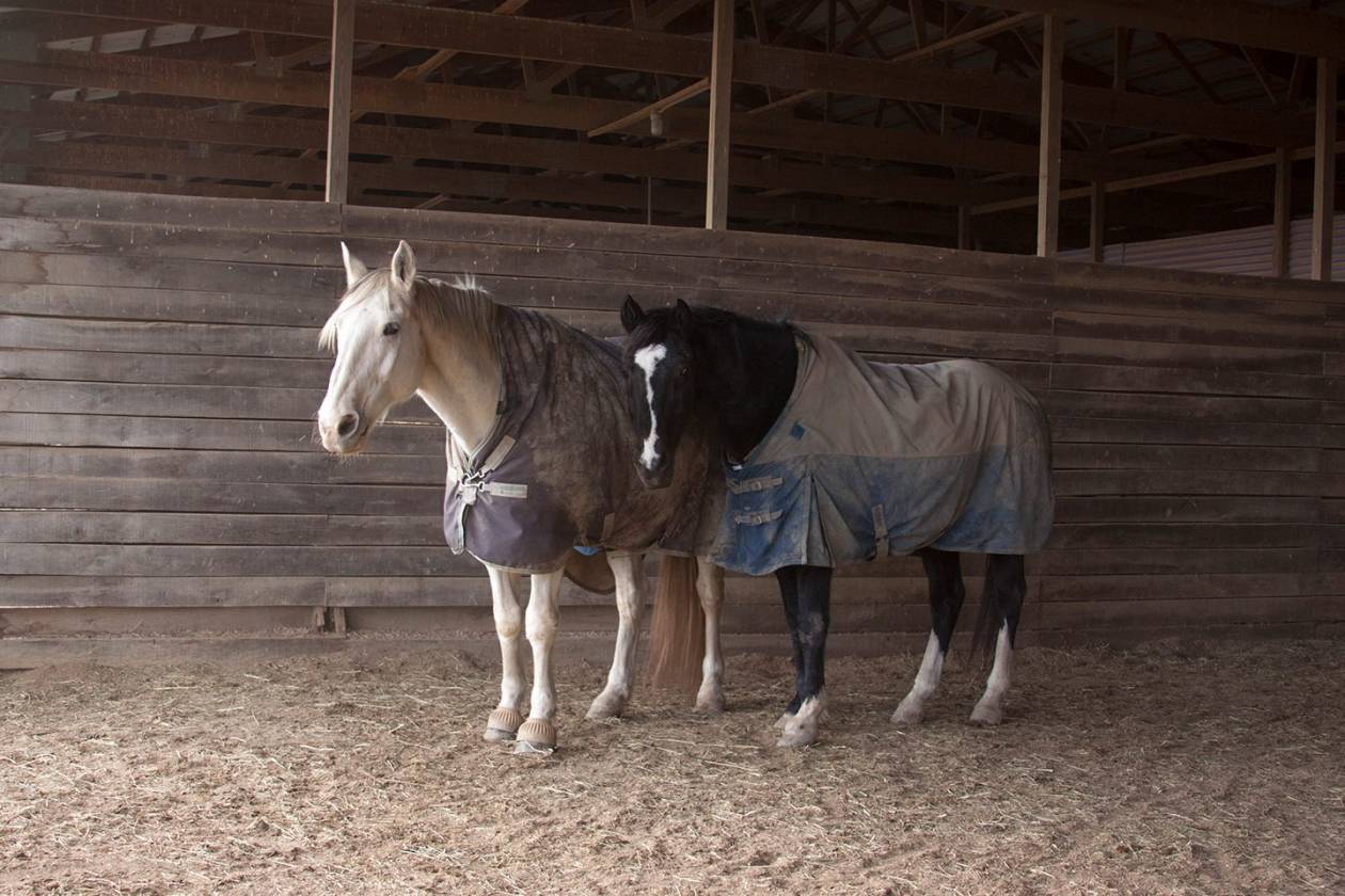 Carlisle Springs Farm - photo 18