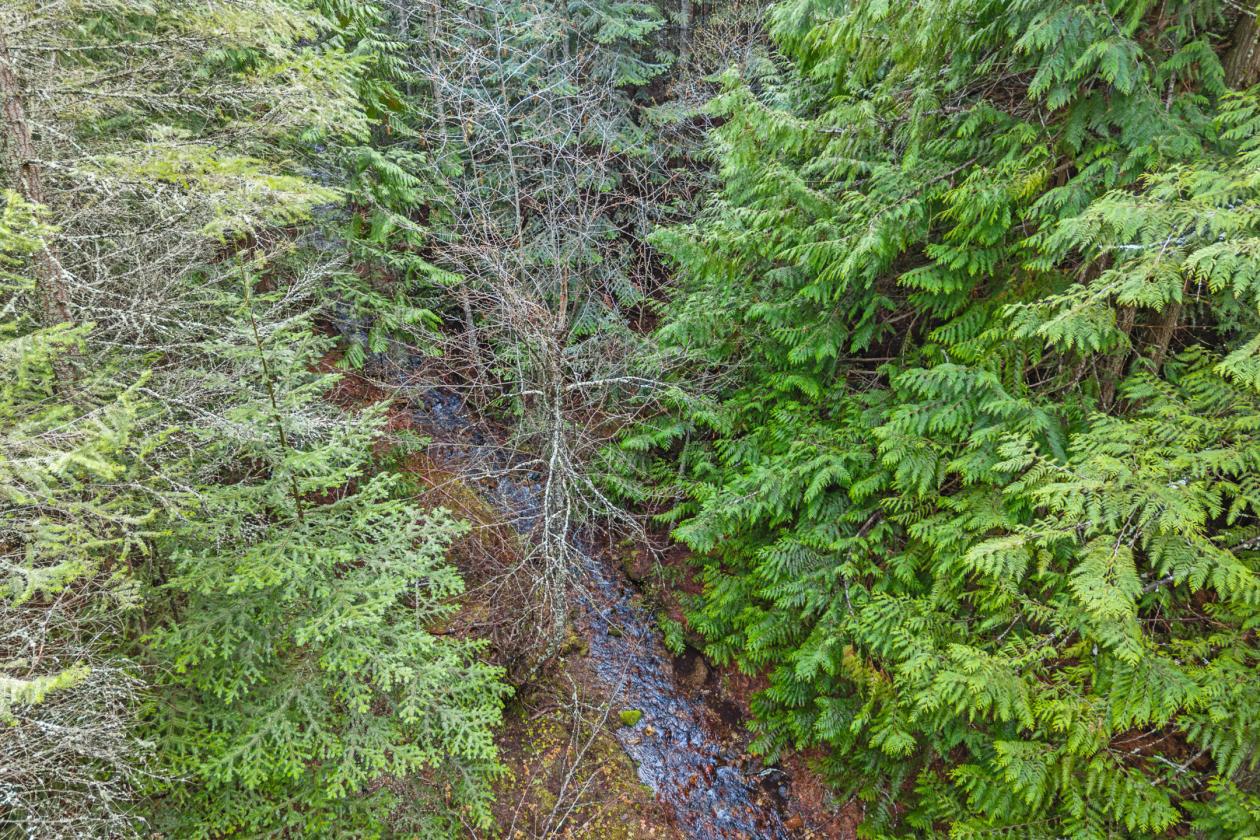 Level 20.65 acres w/Creek, Pasture & Woods - photo 6