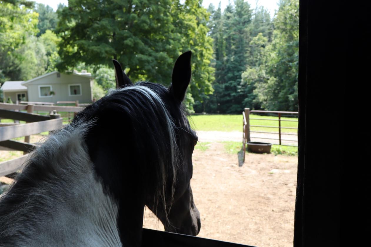 Horse property renovated home gorgeous river views - photo 4