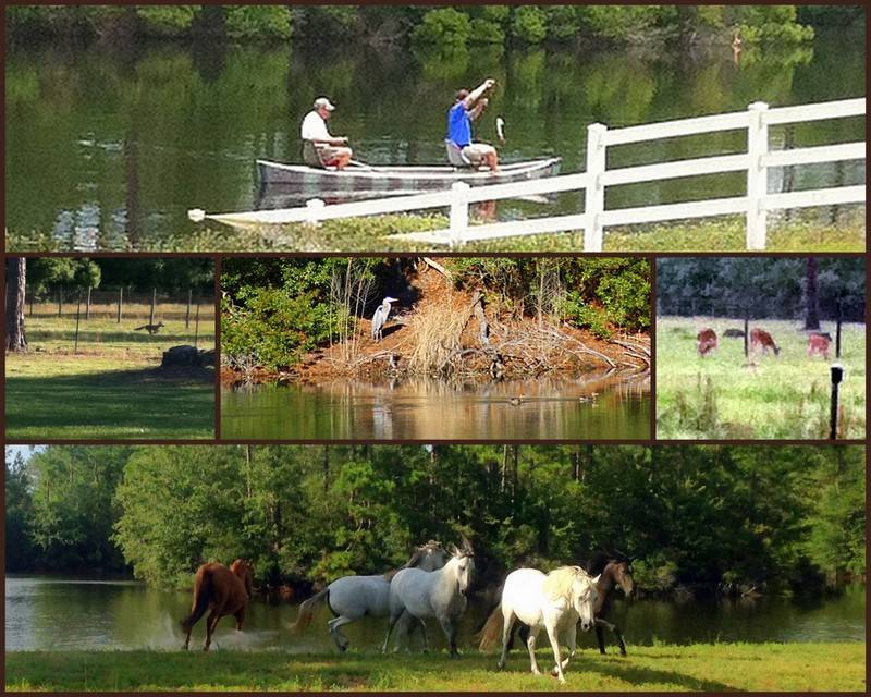 Horse Property for Sale in South Waycross, Ware County,