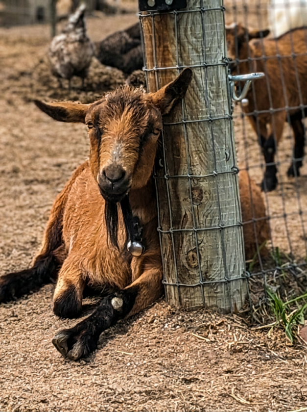 Country living at its finest - photo 28