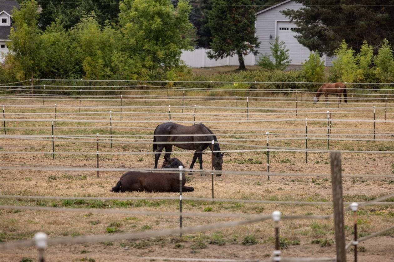 35 Stall Barn with Arena on 20 Acres - photo 6