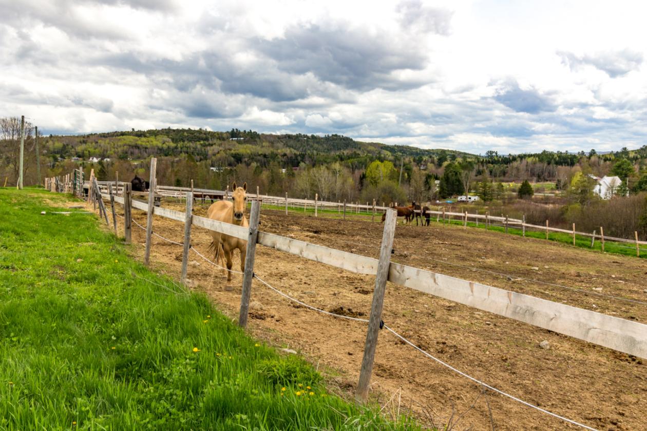 House, Loft, Arena & 17 Stall Barn - photo 14
