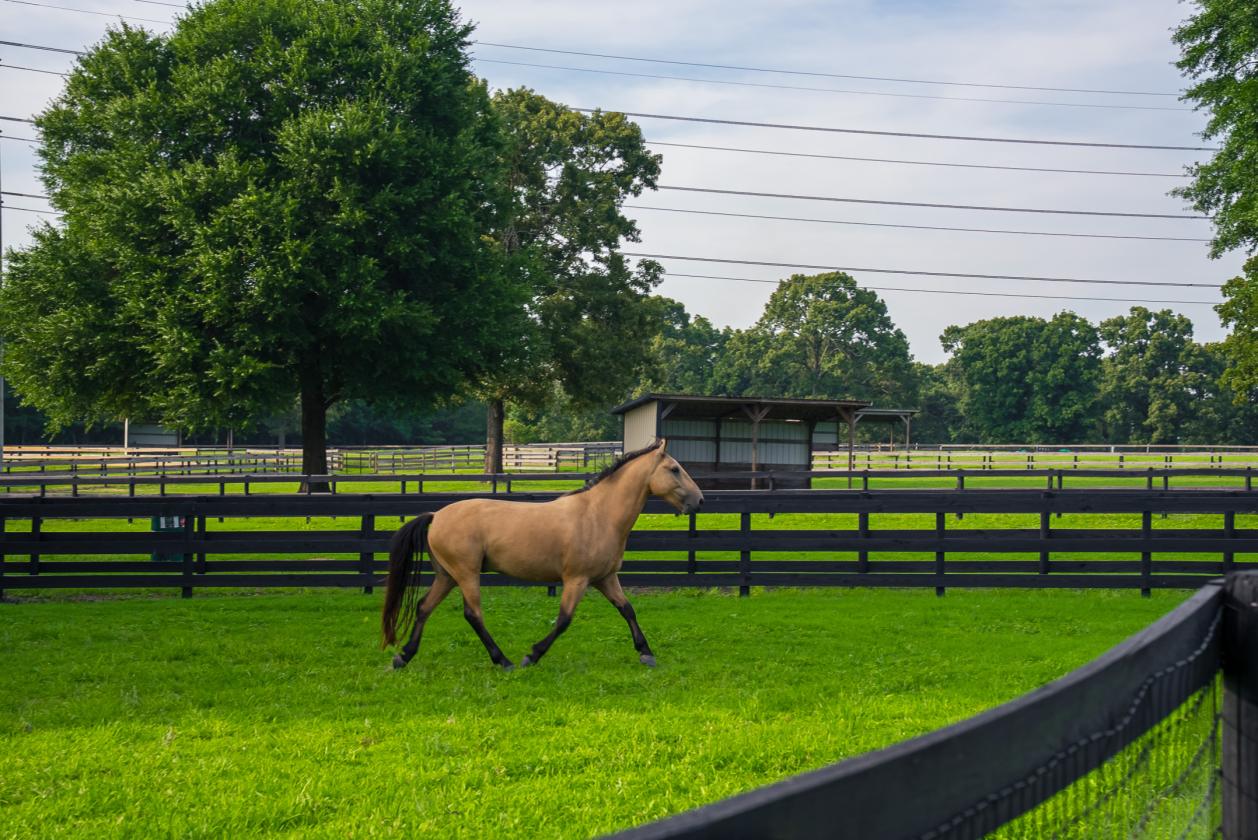 Oak Haven Farm - 302 Equestrian Corridor - photo 24