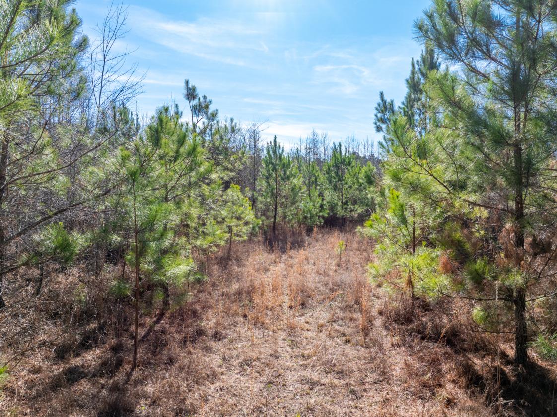 211 Acres- Luxury Estate & Equestrian Development - photo 5
