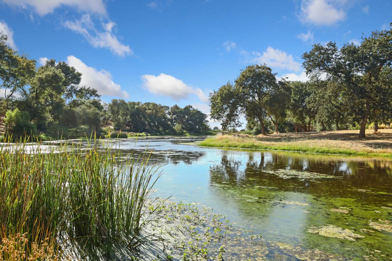 Estate with 7 pastures, 2 homes, lake, Vineyard - photo 29