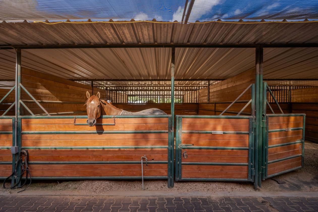Gated 6 Acre Horse Facility In Sand Canyon - photo 16