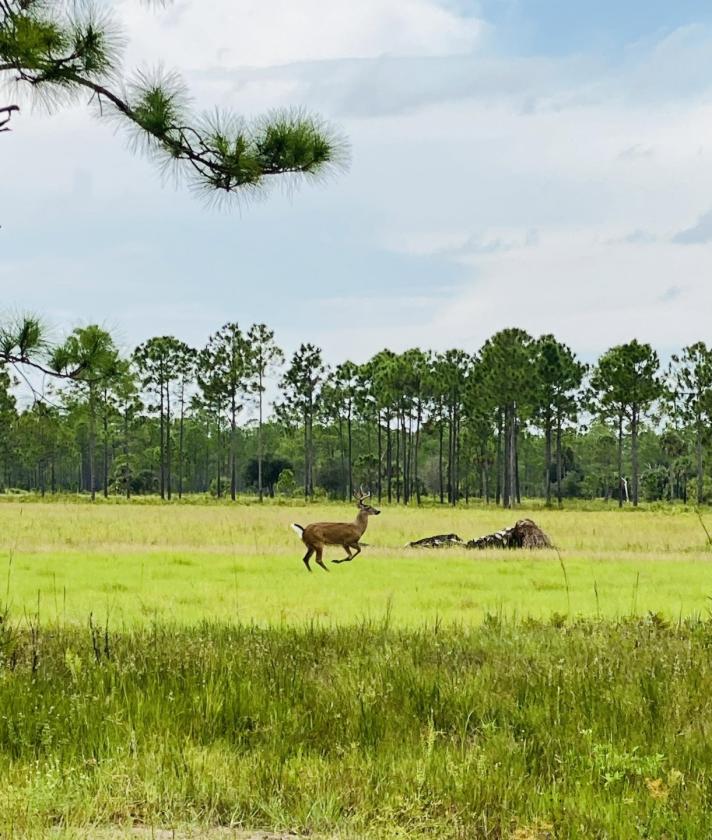 230 Acre Ranch in Vero Beach, FL - photo 19