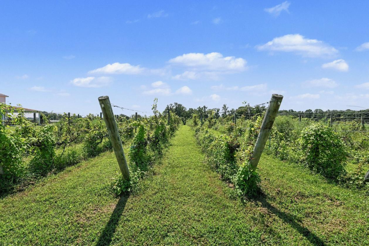 Caret Cellars Vineyard & Winery Auction on 45+- Ac - photo 22