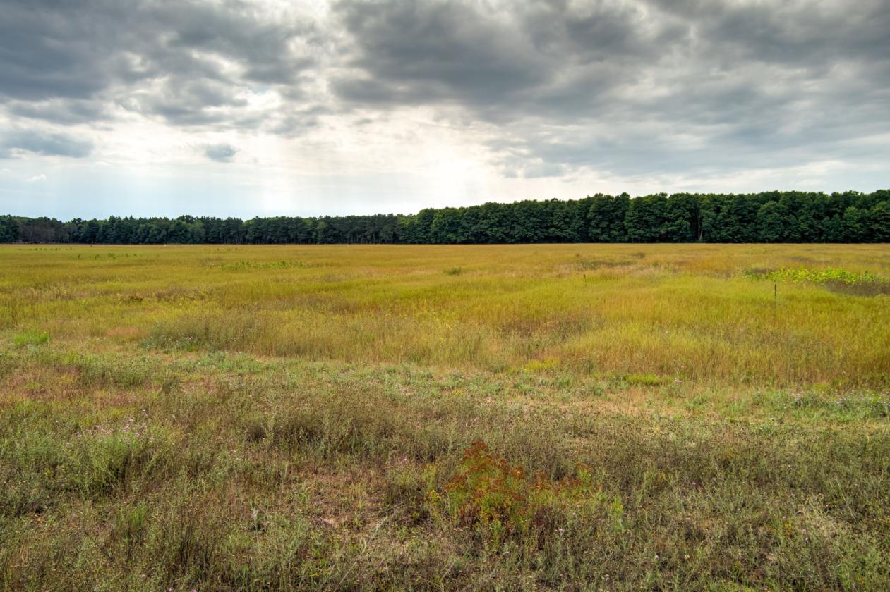 50.20 ACRES – BUILD YOUR EQUESTRIAN ESTATE & FARM - photo 15