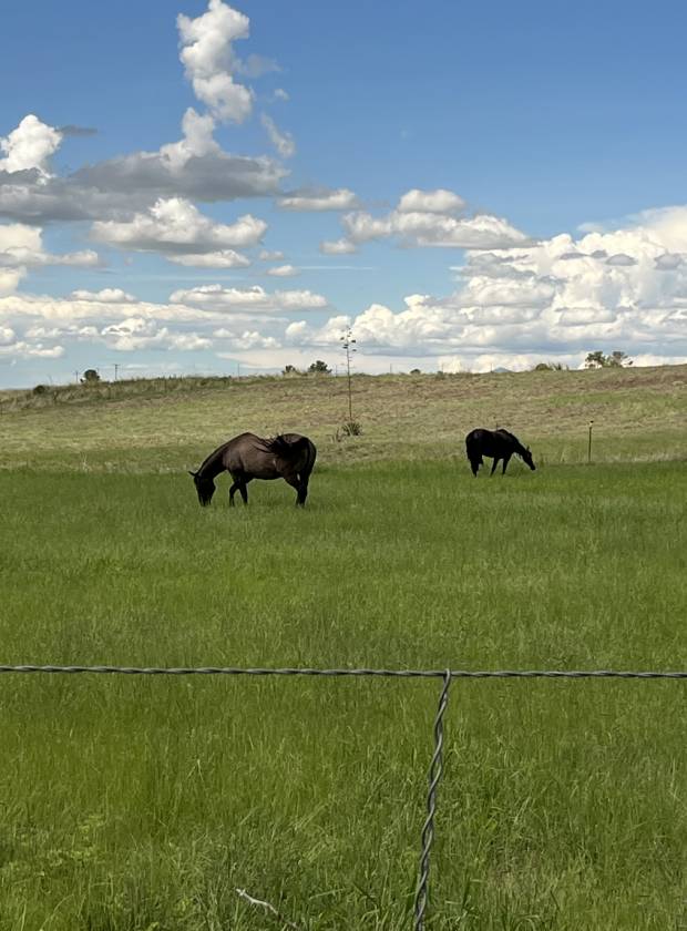 Southern Arizona Dream! 20-Acre Horse Property - photo 20