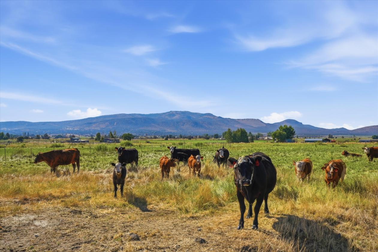 29 Acres | 24.34 Irrigated | Horse-Ready - photo 7