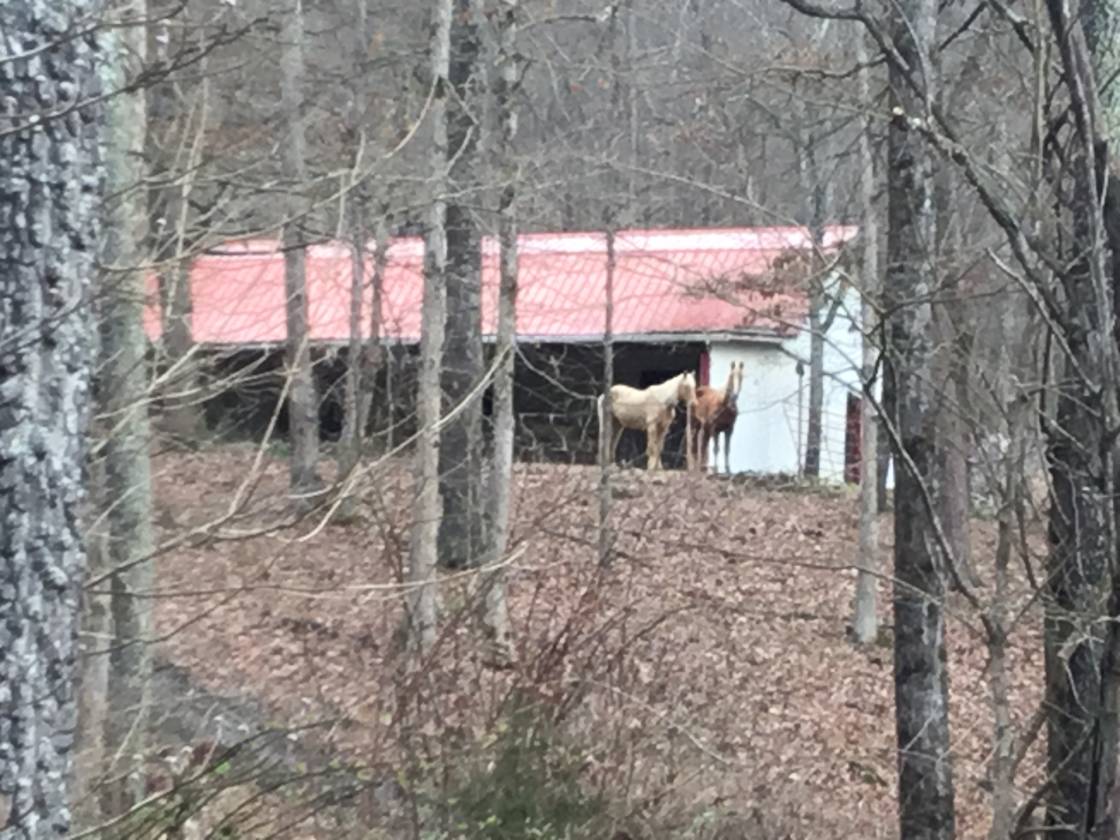 Tennessee 11 Acres Horse Property or B & B or... Knoxville, Knox