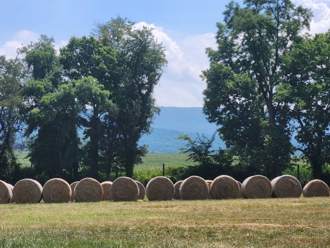 Horse Property for sale.