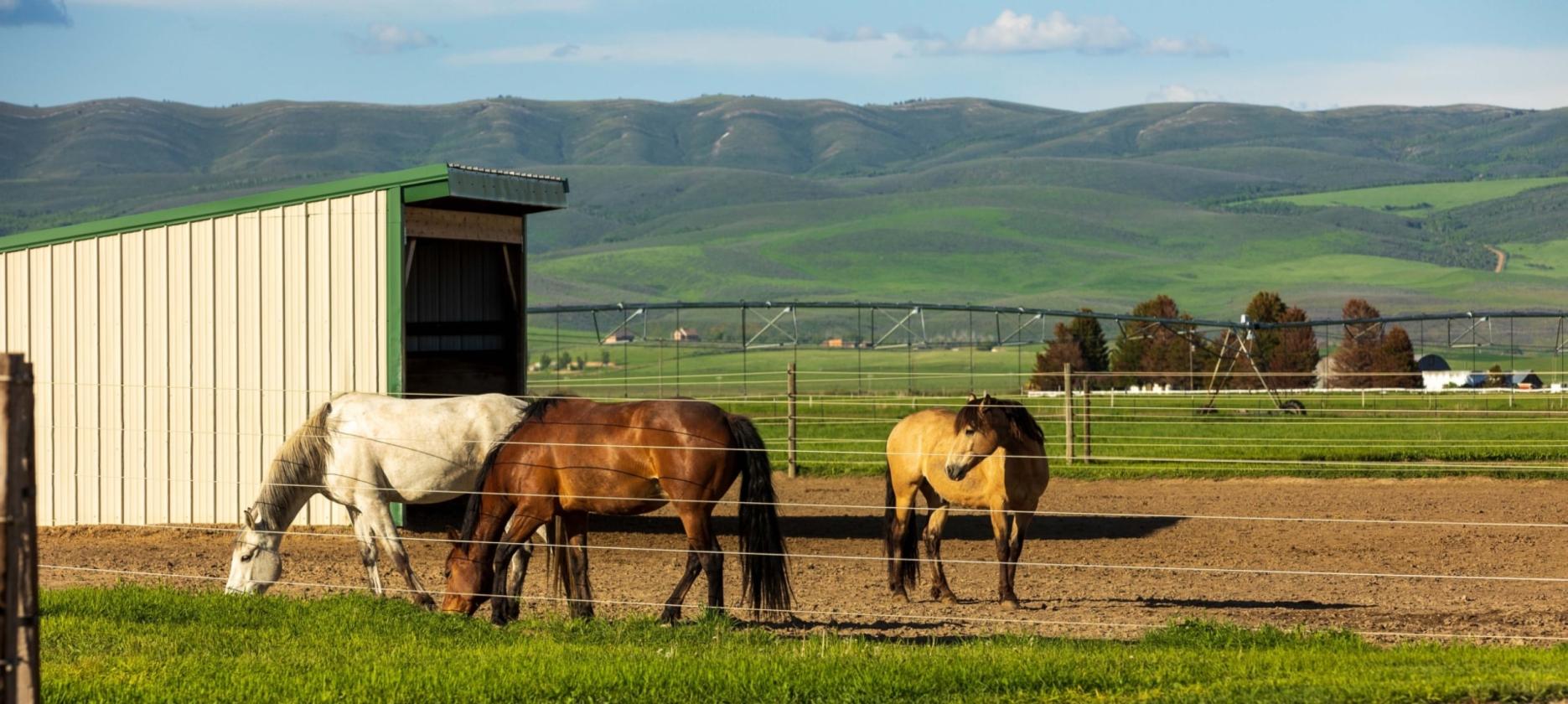 Knox Farm Equine Center - photo 8