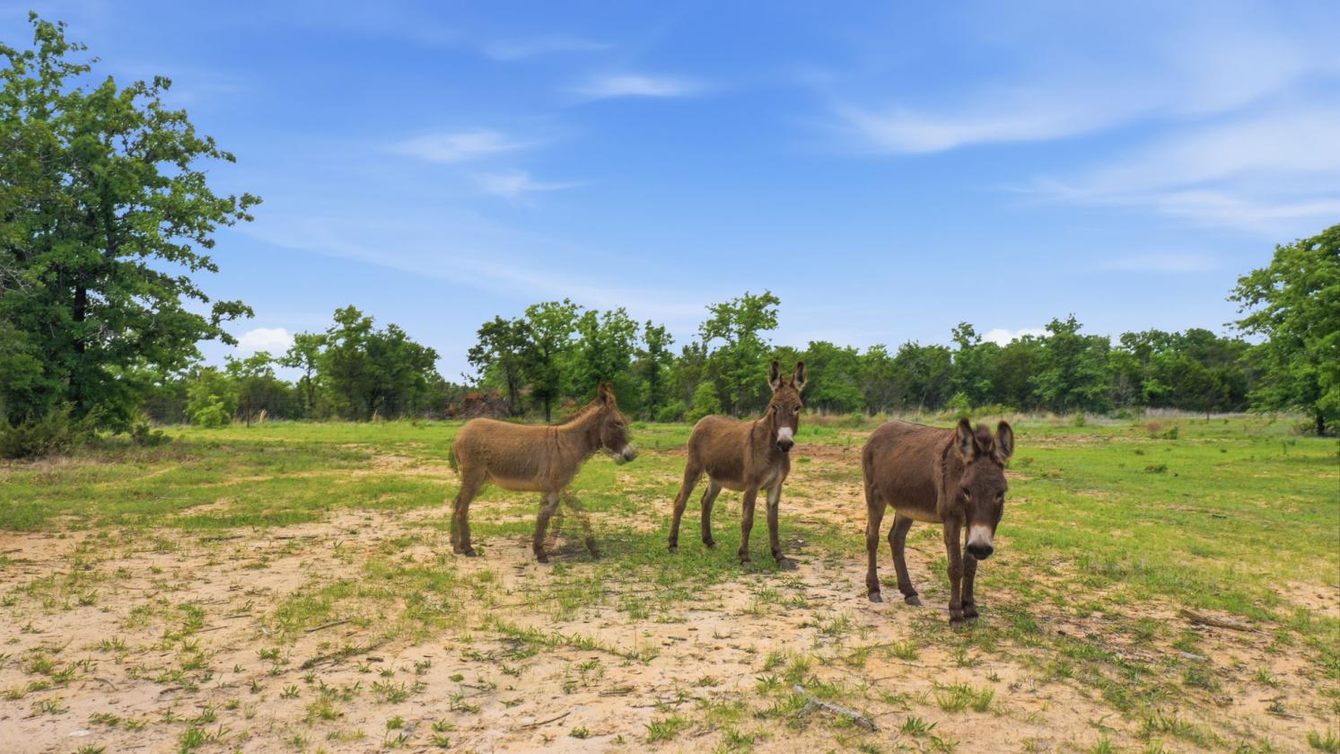 12-Acre Ag-Exempt Property - photo 5