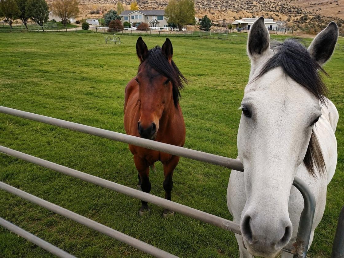 5+ Acres, Panoramic Views--Easy Reach of Boise - photo 7