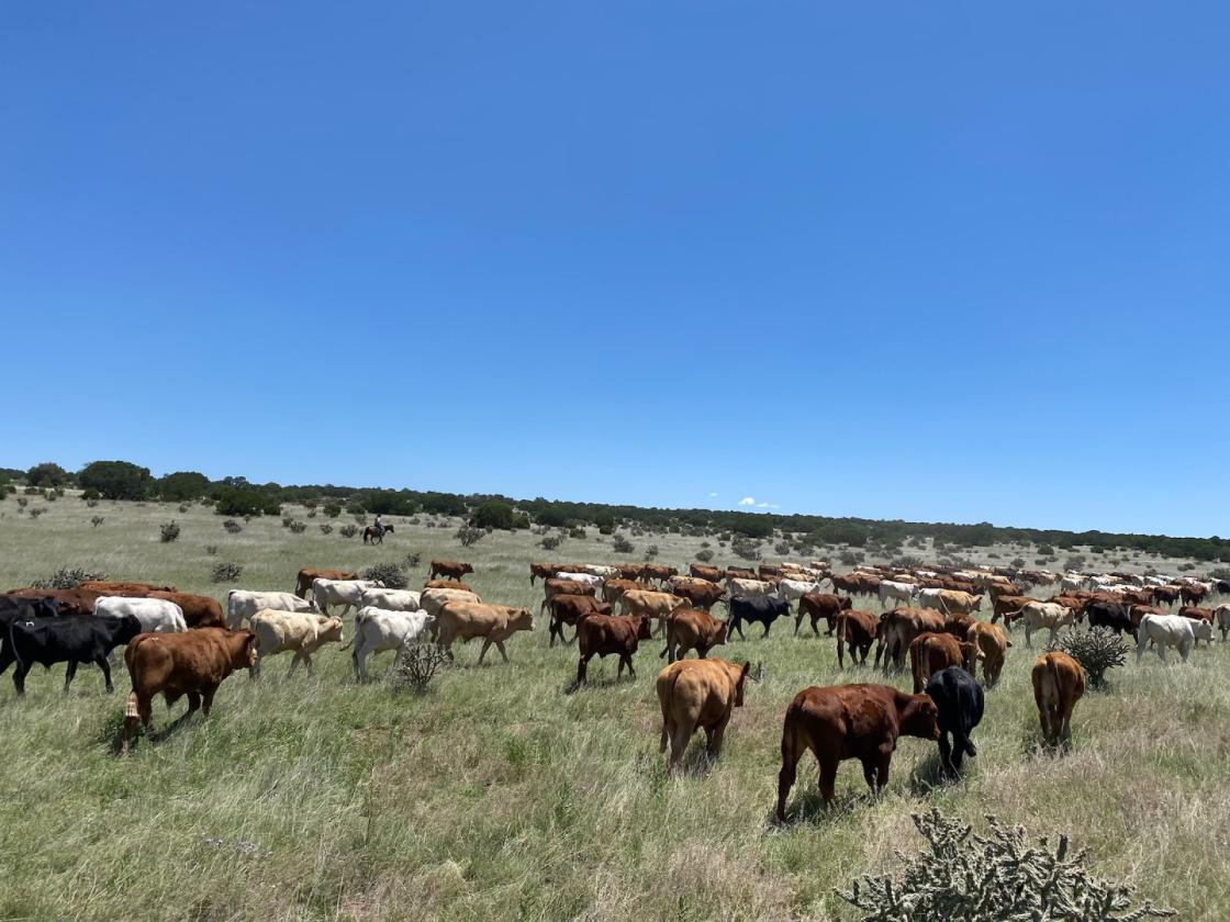 El Sueño Ranch - Remarkable Working Ranch - photo 4