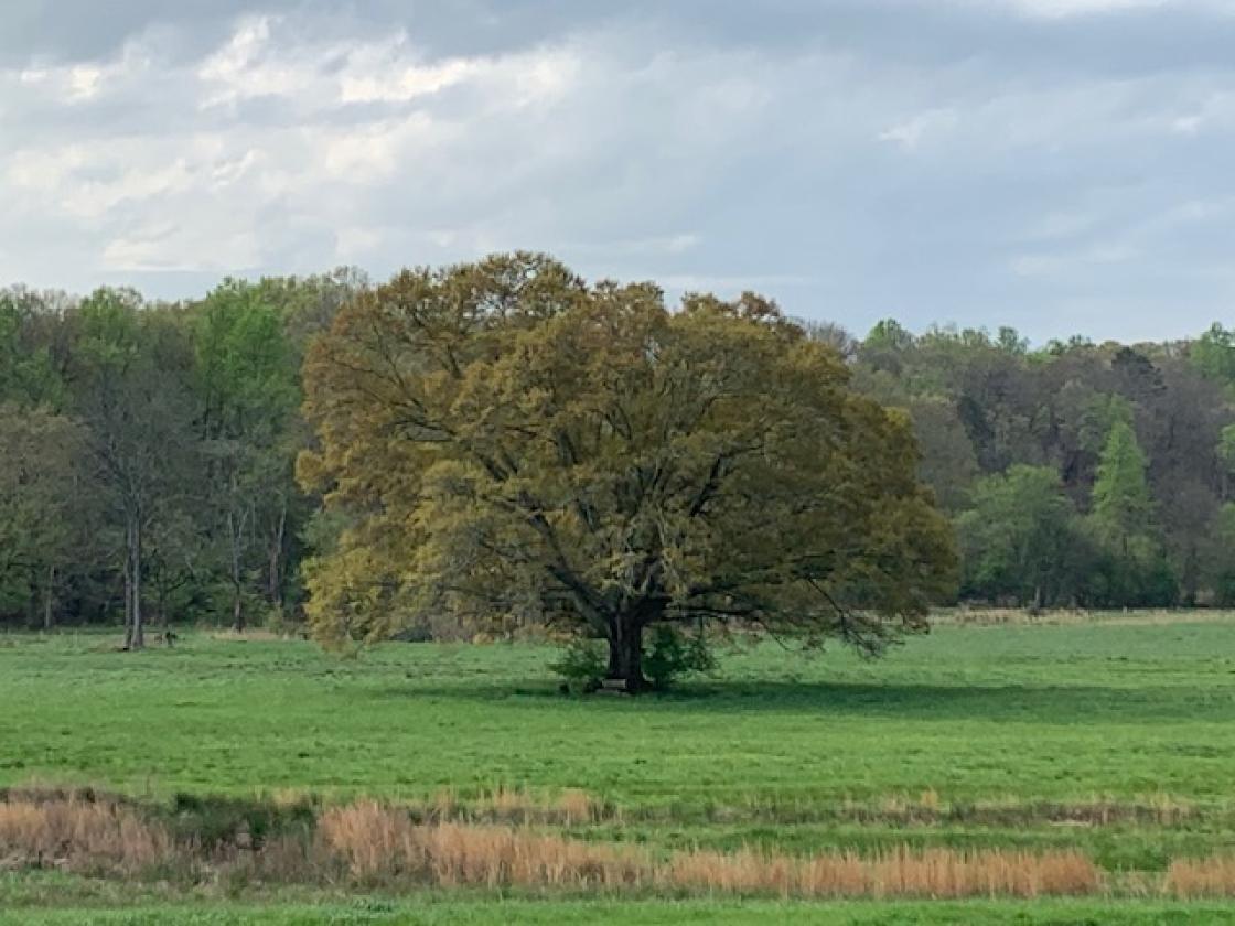 Madison County - Large Estate Farm - photo 14