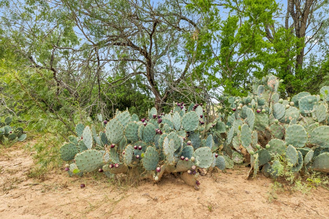 17.43 acres near Saint Hedwig - photo 3