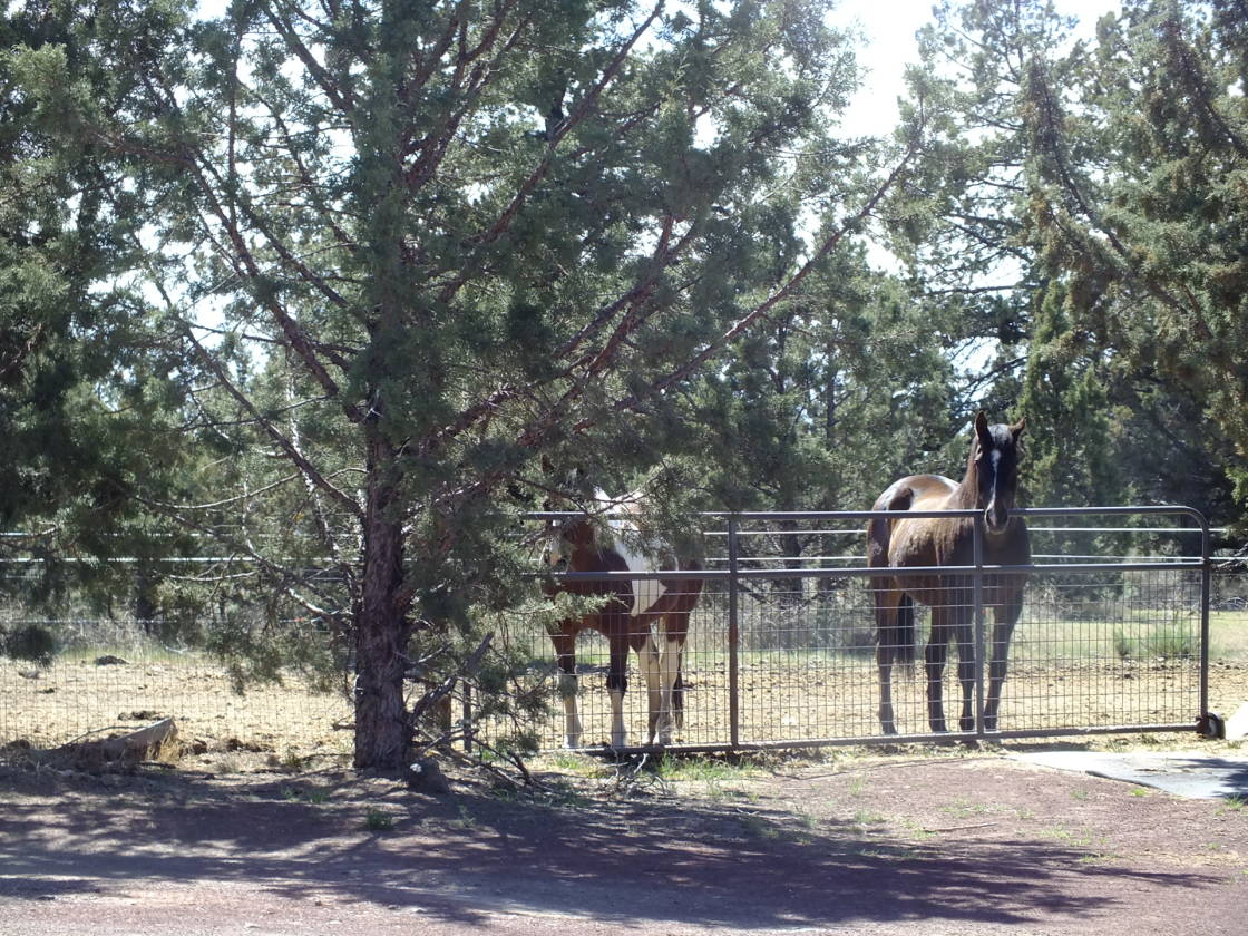 Prime horse property in prime location bordering public land, endless