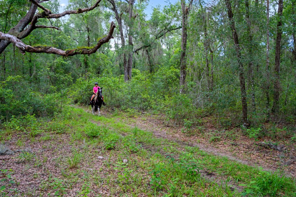 Exceptional 10 acre Property - photo 13