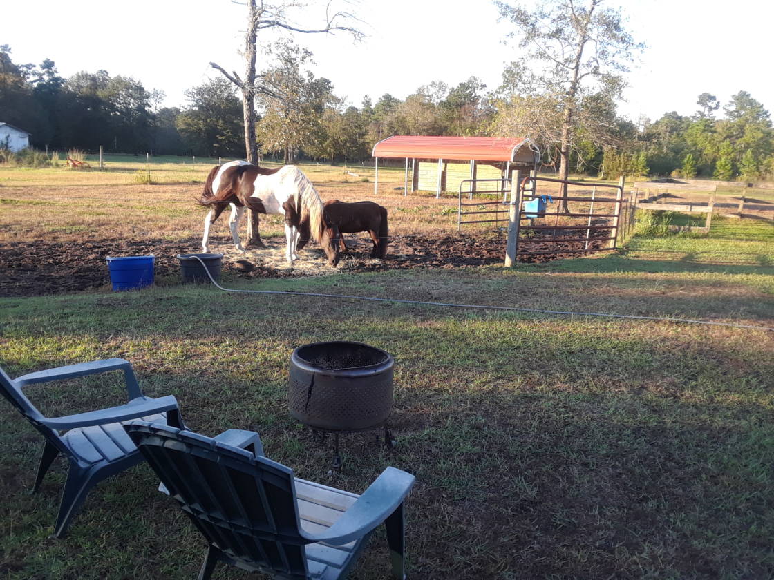 5 acre Mini Farm near Myrtle Beach, SC. Home, barn,... Conway, Horry