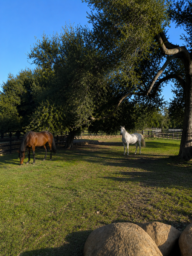 Recently Renovated Horse Ranch Estate For Rent - photo 29