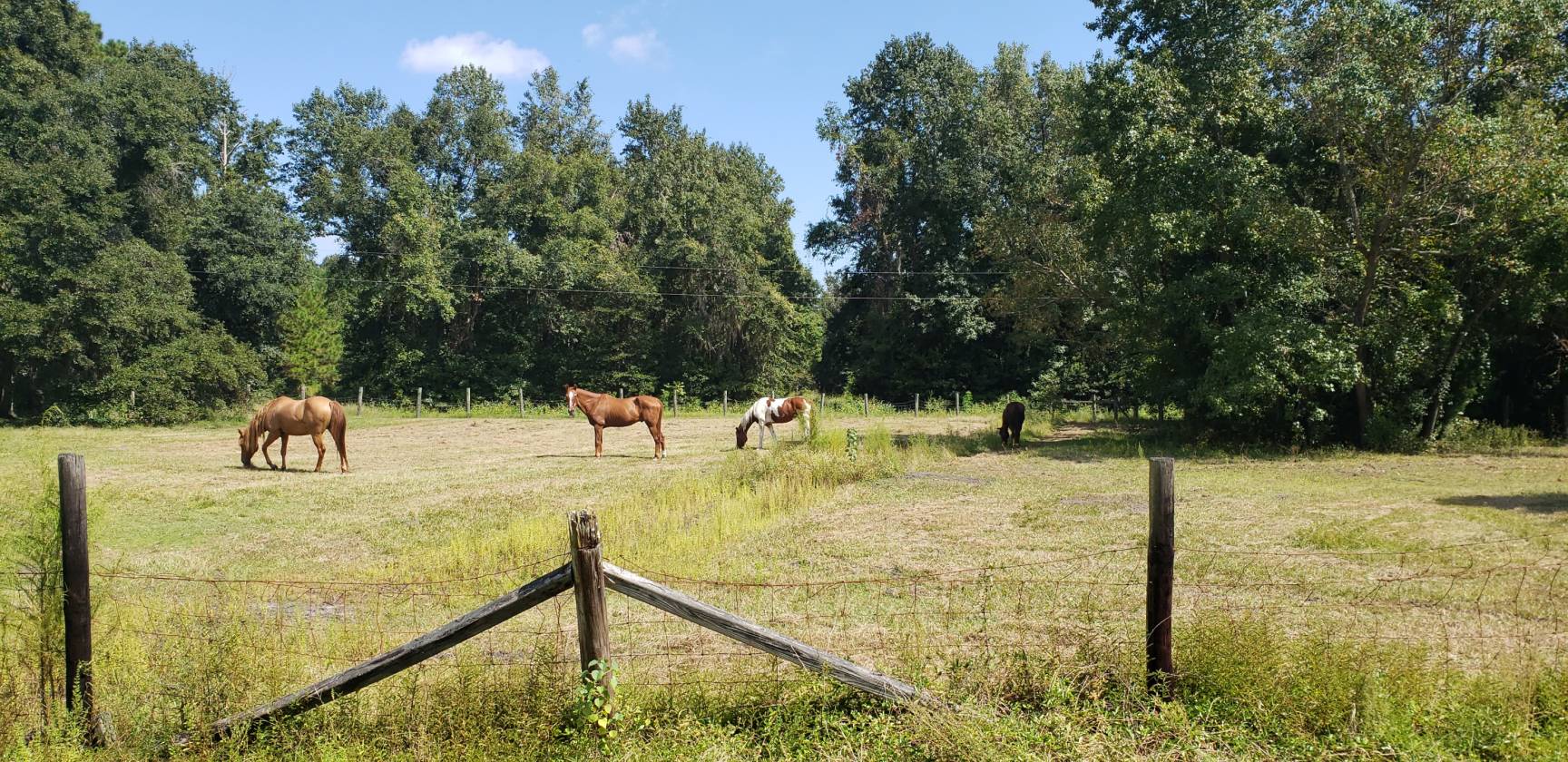 horse farm with 31 stall barn, arena, ponds & pastures Brunswick