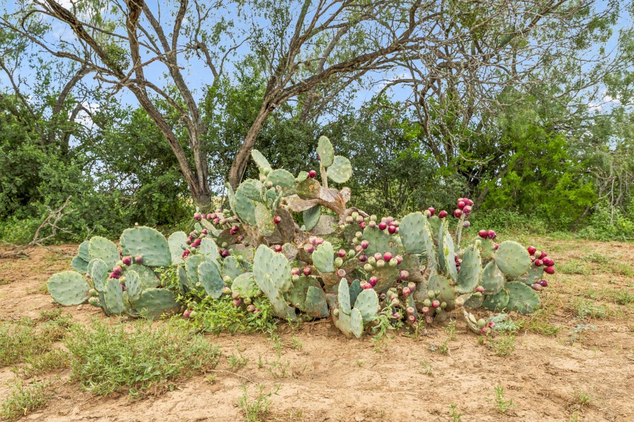 17.43 acres near Saint Hedwig - photo 17