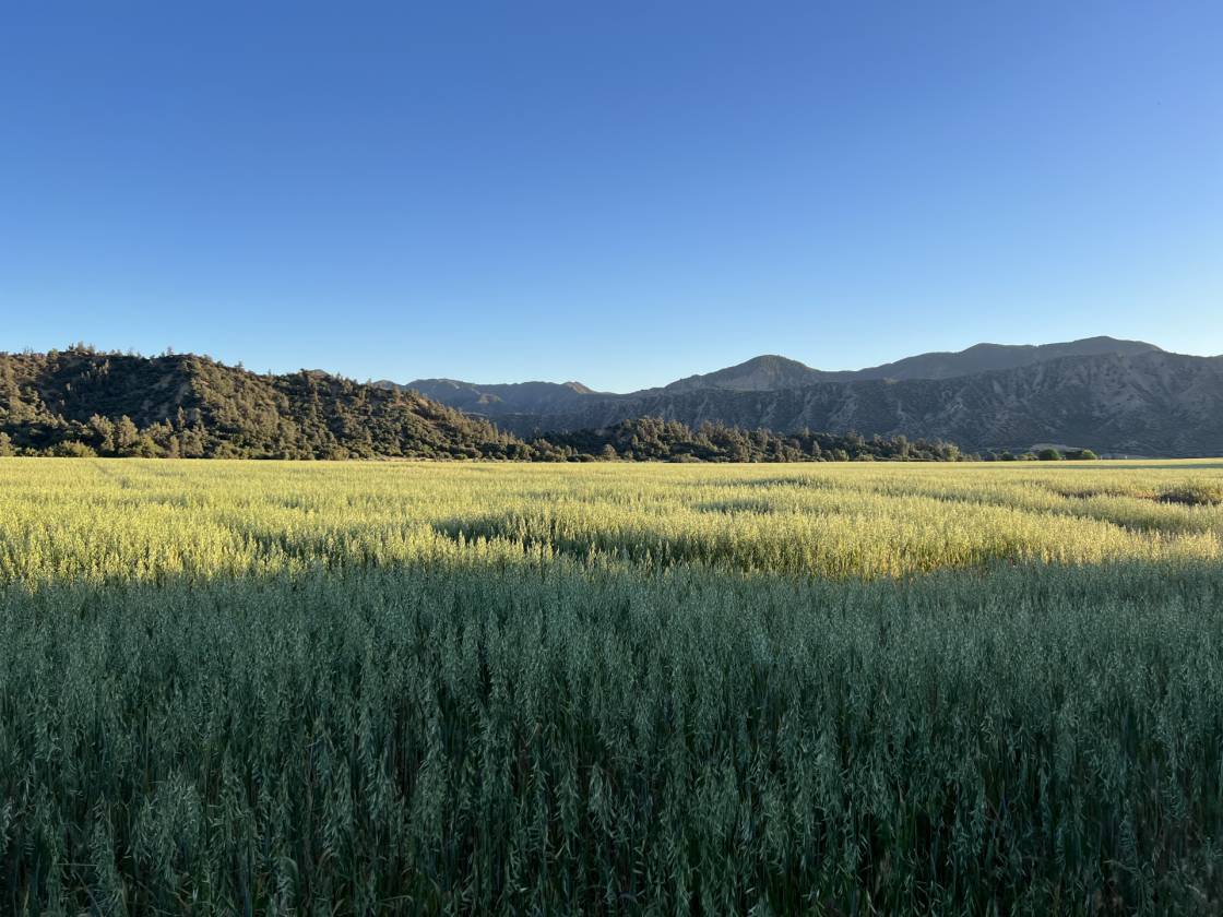 Equestrian Paradise 277 Acres | Five Home Compound - photo 31