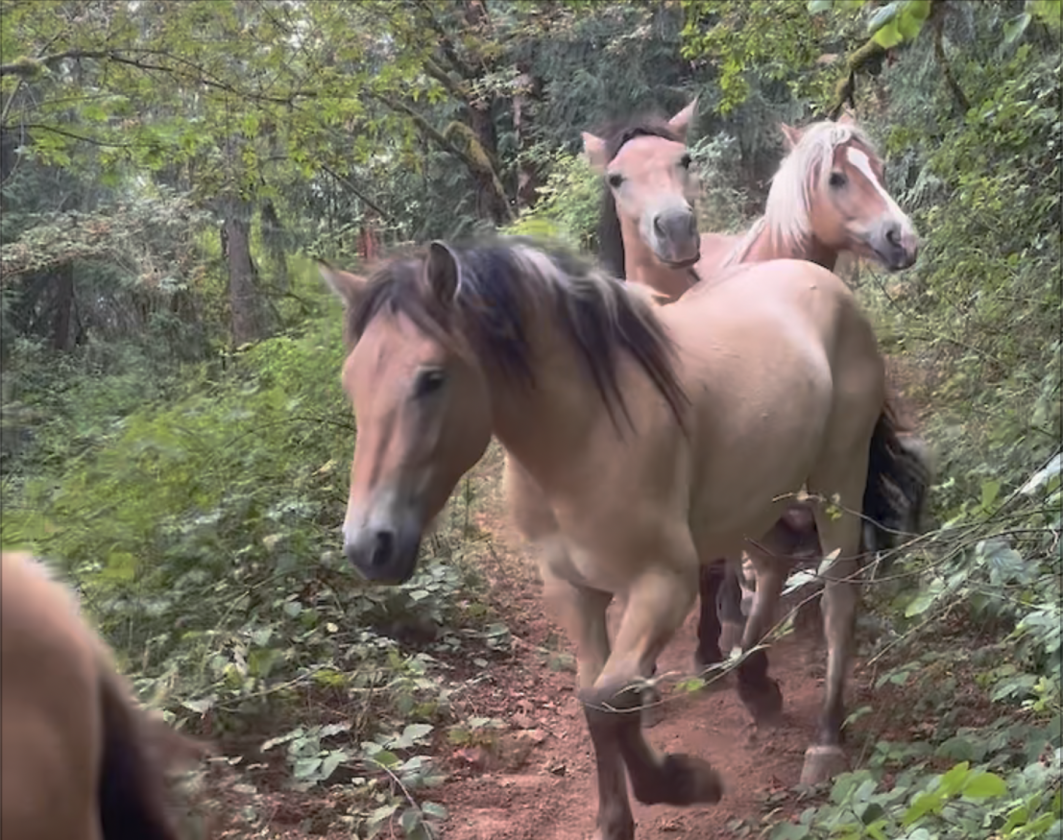 UNIQUE EQUESTRIAN AND ORGANIC FARM PROPERTY - photo 27