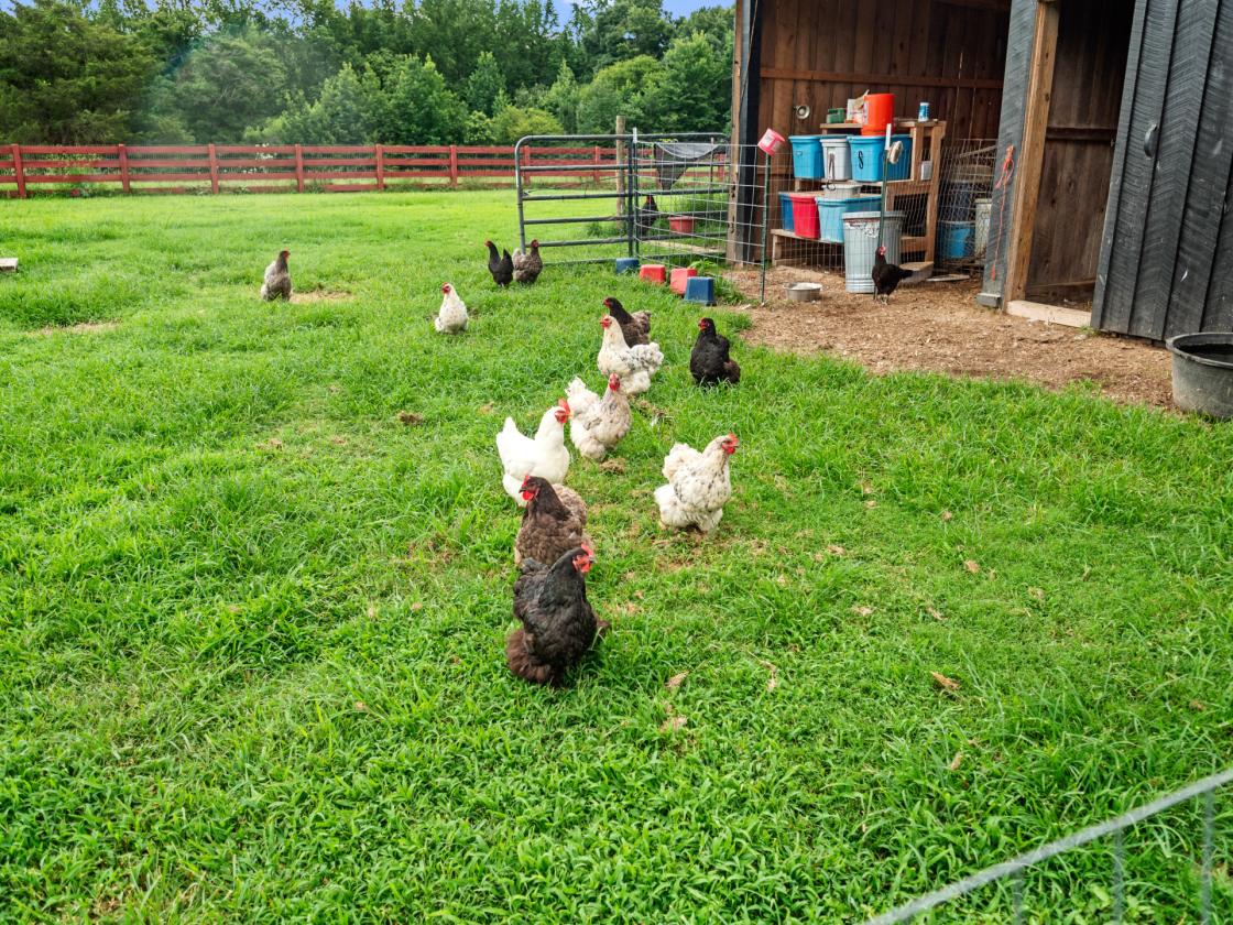 Country Living Minutes for Nashville - photo 28