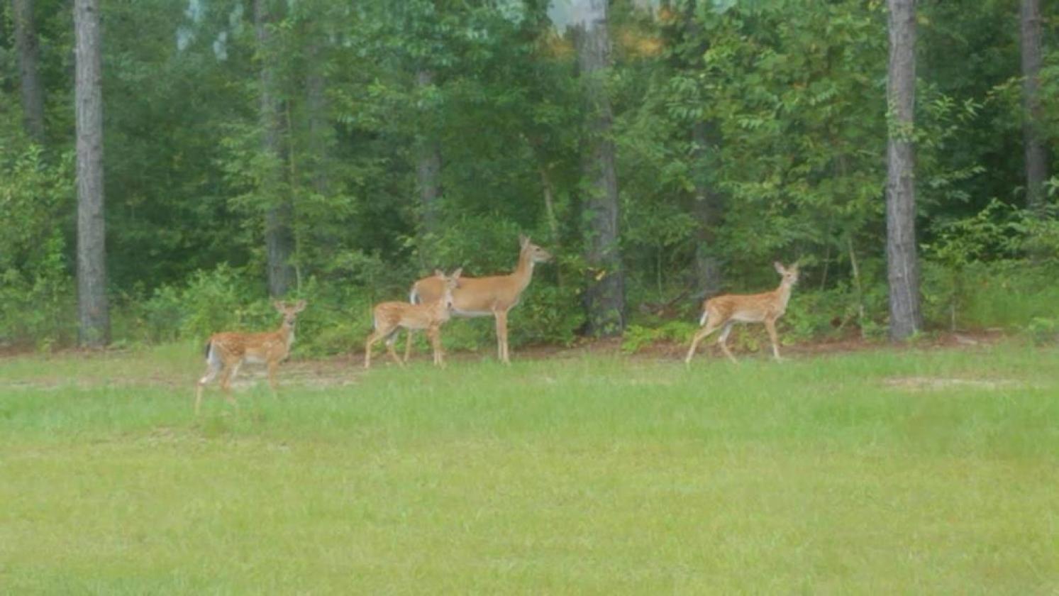 20 ACRE BEAUTIFULLY WOODED HOMESTEAD - photo 25