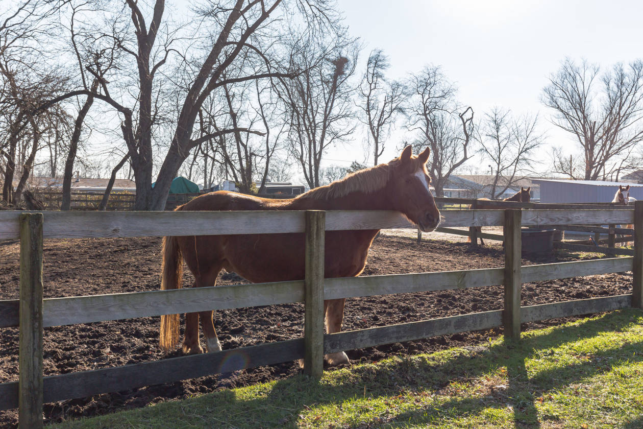 *TURNKEY HORSE FARM on 9.23 ACRES w/ 3 BEDROOM RENOVATED... Howell