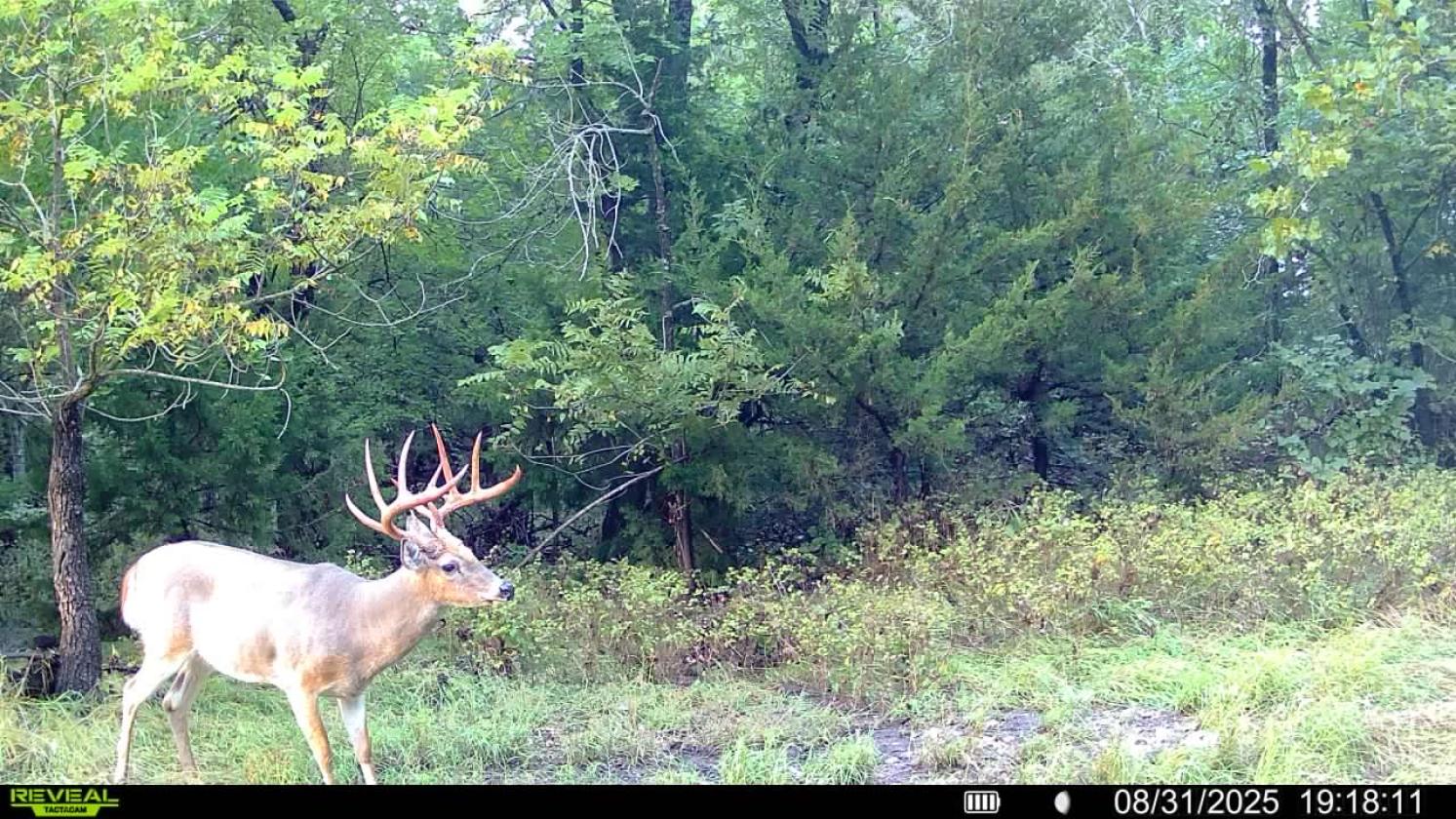 +/-174.7 ac with Log Home, Morton, and Horse Barn - photo 29