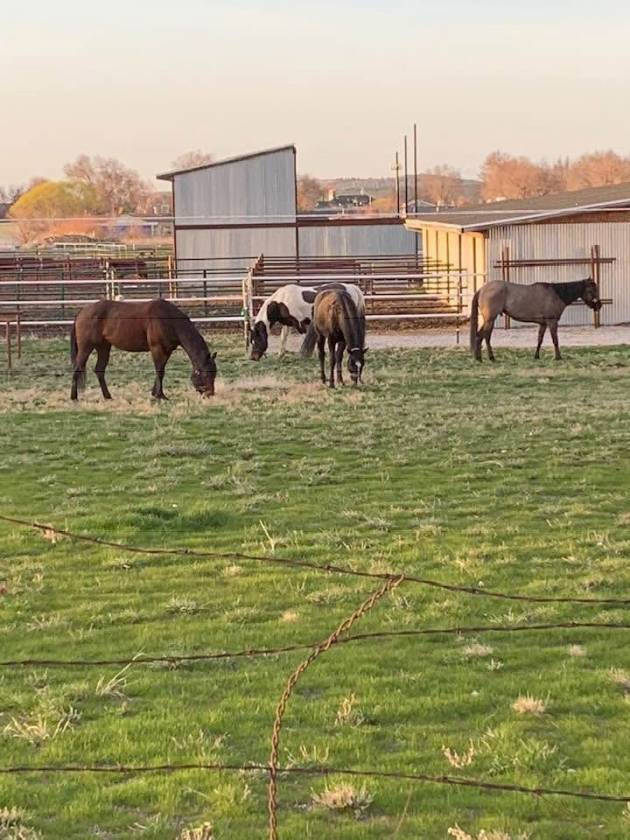 Horse Property for sale.