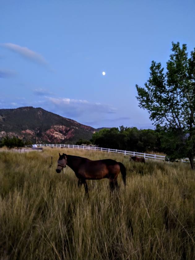 Horses For Sale In Southern Utah : Horses for Sale - HORSE RIDE UTAH - West fence line of southern utah property.