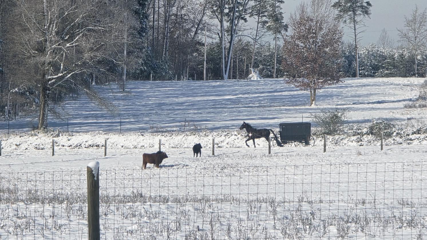 Southside Virginia Horse Farm - photo 5
