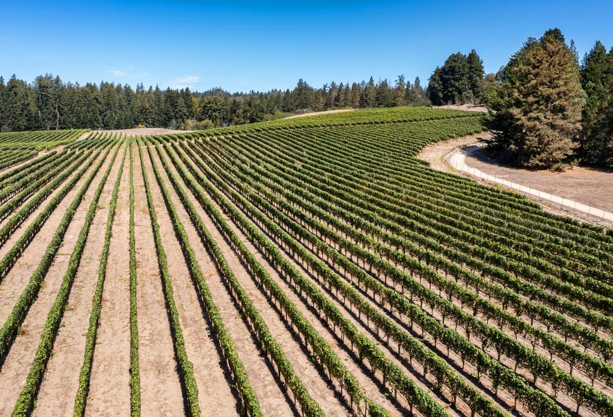 Santa Cruz Equestrian & Vineyard Property - photo 15