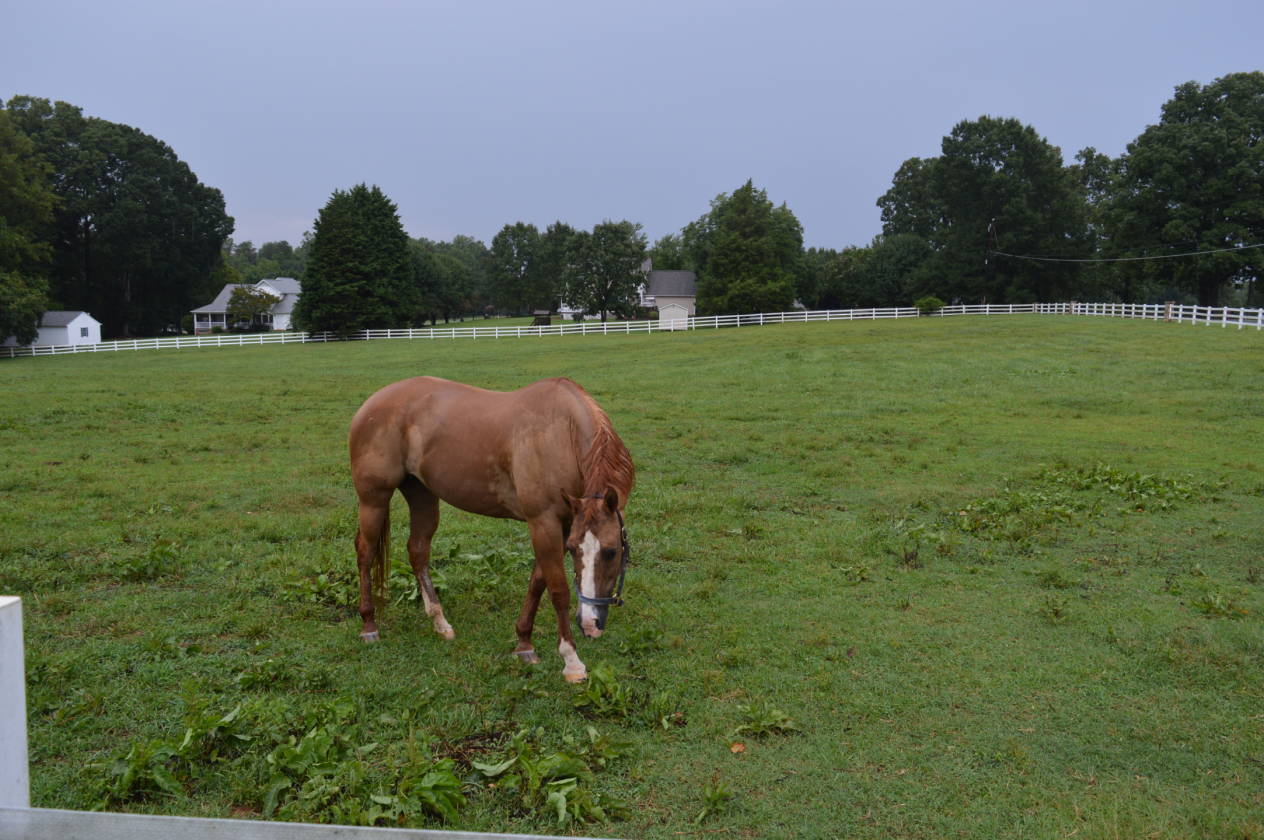 Custom Crafted Horse Farm & Estate Summerfield, Guilford County, North Carolina