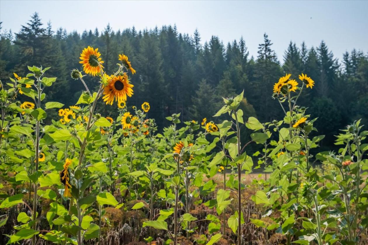 Pristine Hobby Farm in Coastal Oregon with a Creek - photo 21