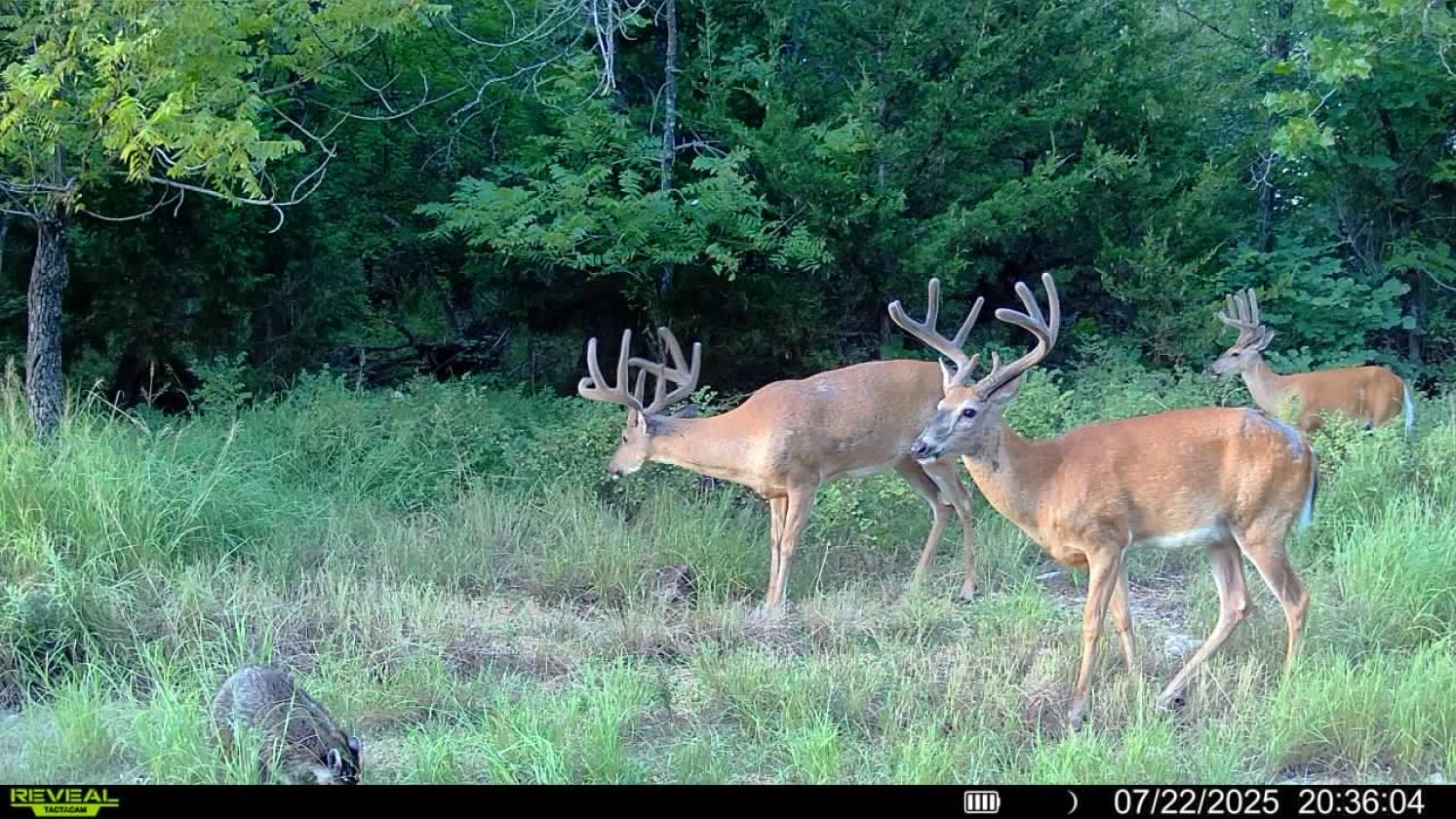 +/-174.7 ac with Log Home, Morton, and Horse Barn - photo 30