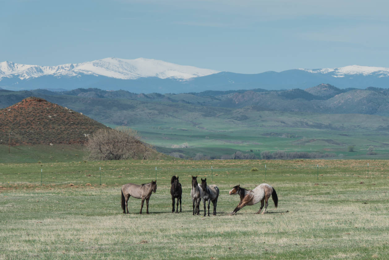 Horse property for sale with views and great grass Livermore