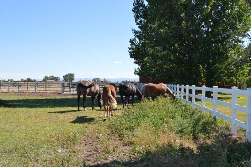 Immaculate horse property on 7.73 acres! Rigby, Jefferson County