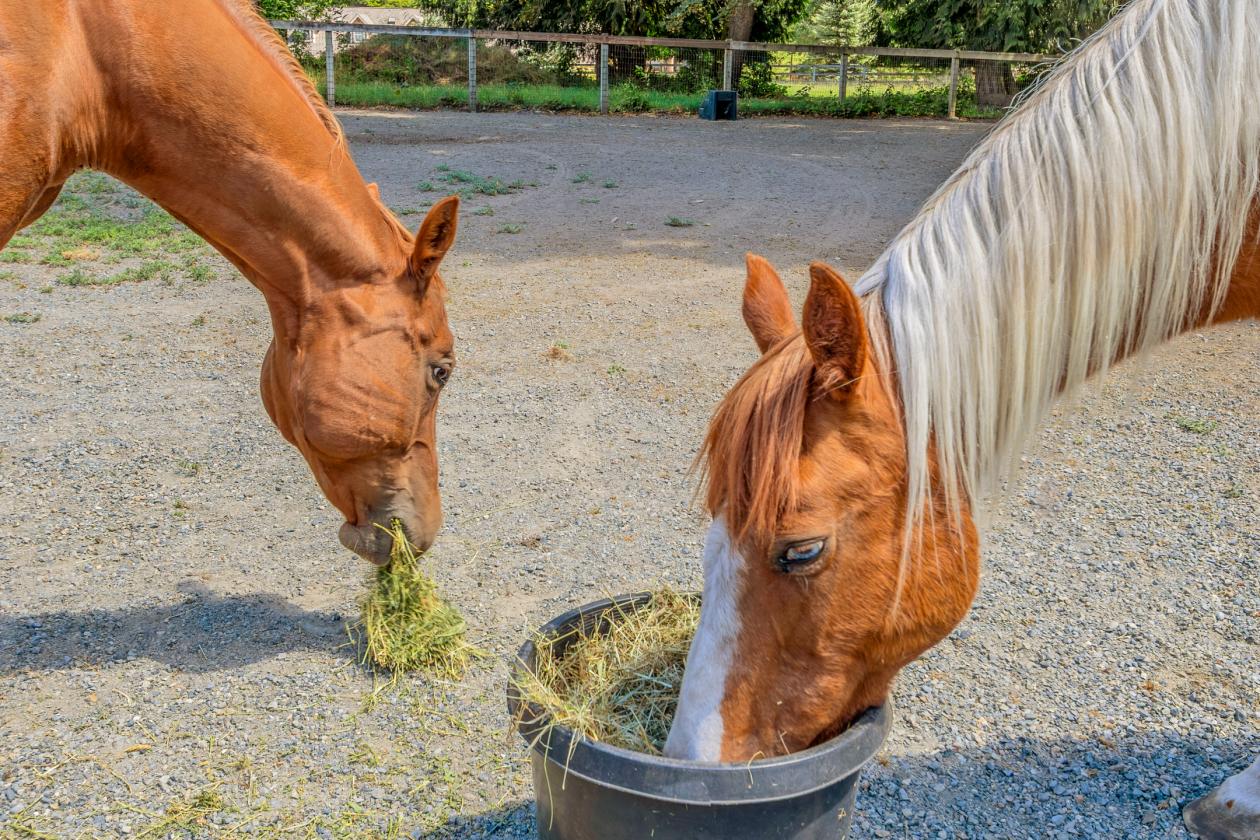 RIVERFRONT LUXURY EQUESTRIAN RETREAT - photo 18